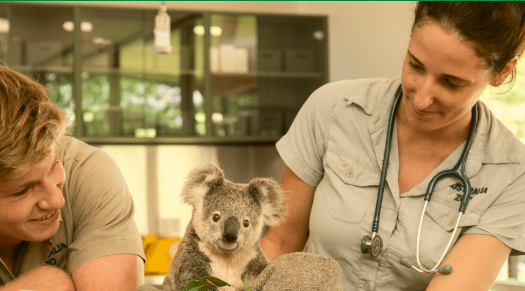australia zoo nfts