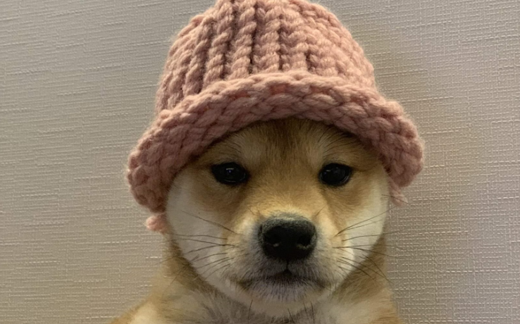 solana nft shiba inu puppy nft sale